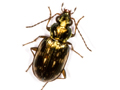 Bembidion varium